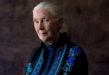 Interjú Jane Goodall-lel Interjú | cég & brand