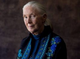 Interjú Jane Goodall-lel Interjú | cég & brand