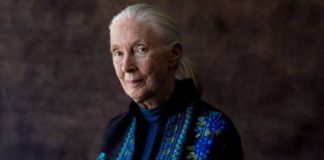 Interjú Jane Goodall-lel Interjú | cég & brand
