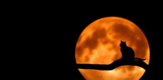 Péntek 13. – vállalkozásod veszélyben lehet Péntek 13 | Cég & Brand